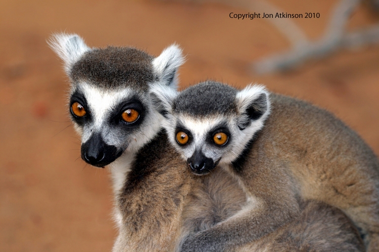Ring-Tailed Lemur
